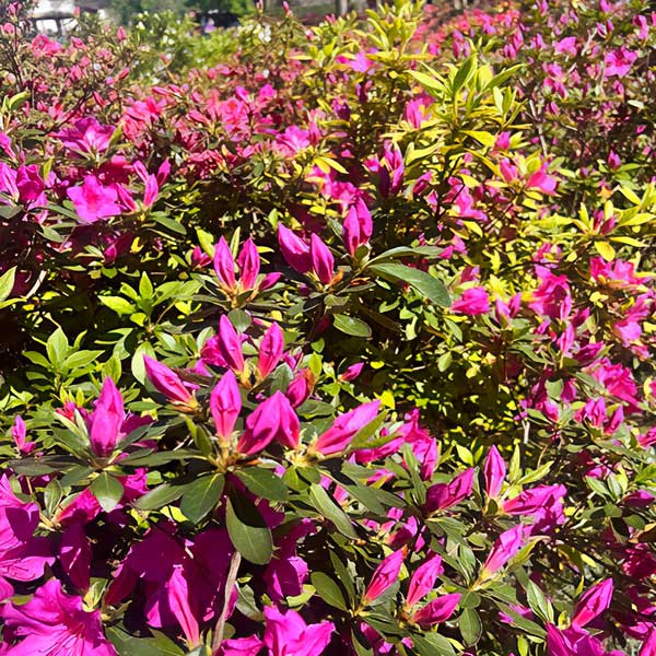 pink flowers at bloom
