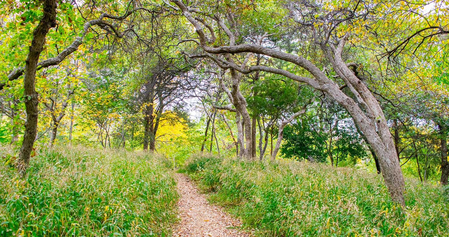Wide Shot of a Trail in Dallas Park/Urban Forest - Dallas, Texas, USA