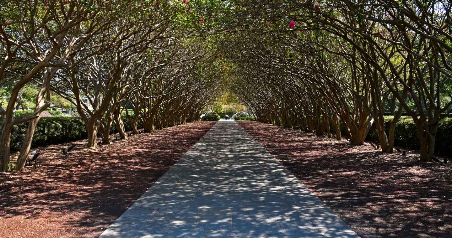 Tree tunnel at the Dallas Arboretum